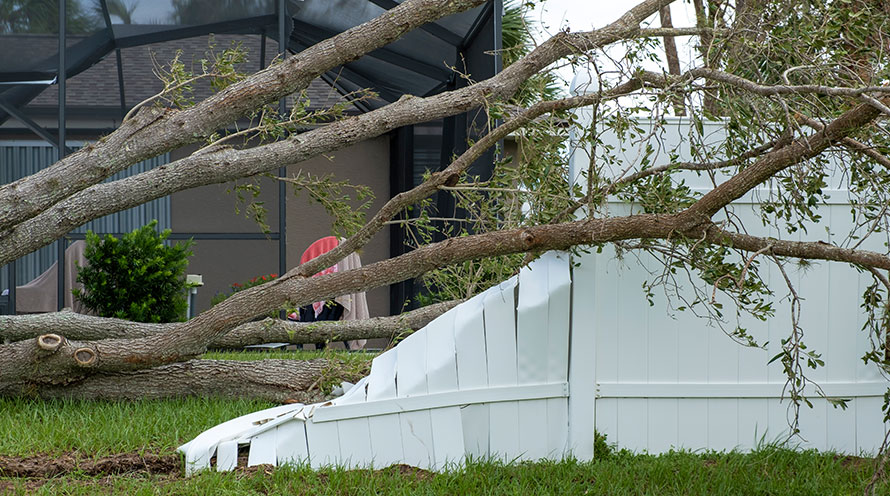 damage from a fallen tree at a residential home